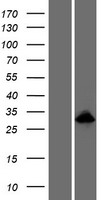 ODAM Human Over-expression Lysate