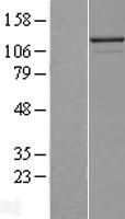 NALP2 (NLRP2) Human Over-expression Lysate