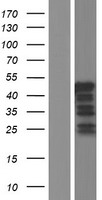 VPS37C Human Over-expression Lysate