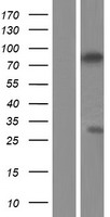 ZCWPW1 Human Over-expression Lysate