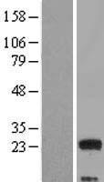 MED9 Human Over-expression Lysate