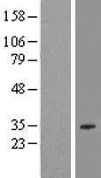 EBLN2 Human Over-expression Lysate