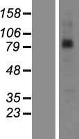 SAMD4B Human Over-expression Lysate