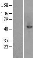 MANSC1 Human Over-expression Lysate