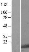 GNRPX (PLEKHJ1) Human Over-expression Lysate