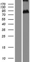 CRTAC1 Human Over-expression Lysate