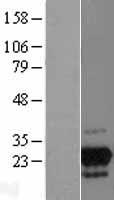GPN2 Human Over-expression Lysate