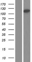 ODAD2 Human Over-expression Lysate