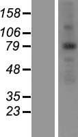 ANKZF1 Human Over-expression Lysate