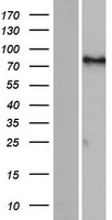 FIGN Human Over-expression Lysate
