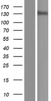 POLR3B Human Over-expression Lysate