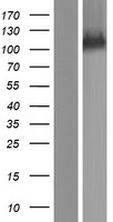 SRBD1 Human Over-expression Lysate