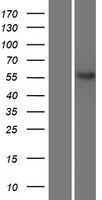 NETO2 Human Over-expression Lysate