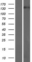 ARHGEF10L Human Over-expression Lysate
