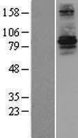 RFWD3 Human Over-expression Lysate