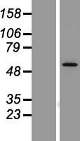 LMBR1L Human Over-expression Lysate