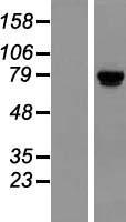 TSR1 Human Over-expression Lysate