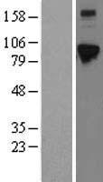 ELAC2 Human Over-expression Lysate