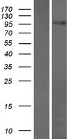 C17orf71 (SMG8) Human Over-expression Lysate