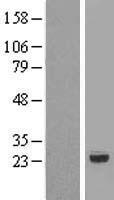 RNMTL1 (MRM3) Human Over-expression Lysate