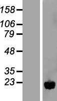 NUDT11 Human Over-expression Lysate