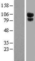 Kanadaptin (SLC4A1AP) Human Over-expression Lysate