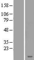 LRRC20 Human Over-expression Lysate