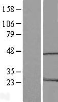 HMG20A Human Over-expression Lysate