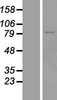 ZNF334 Human Over-expression Lysate