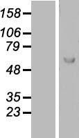 Lano (LRRC1) Human Over-expression Lysate