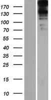FAM21B Human Over-expression Lysate