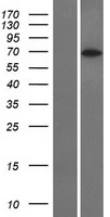 RCOR3 Human Over-expression Lysate