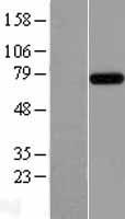 RC74 (INTS9) Human Over-expression Lysate