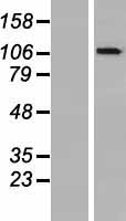OGDHL Human Over-expression Lysate
