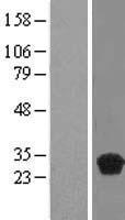 C20orf20 (MRGBP) Human Over-expression Lysate