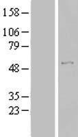 TBC1D19 Human Over-expression Lysate