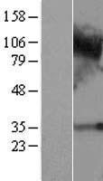 C4orf19 Human Over-expression Lysate