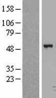 FGGY Human Over-expression Lysate