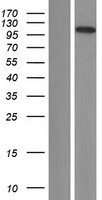 ZNF839 Human Over-expression Lysate