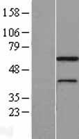 MNS1 Human Over-expression Lysate