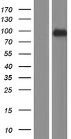 RSBN1 Human Over-expression Lysate