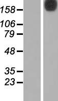 N4BP2 Human Over-expression Lysate