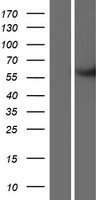 METTL2B Human Over-expression Lysate