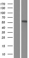 EHM2 (EPB41L4B) Human Over-expression Lysate