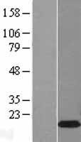 BEX1 Human Over-expression Lysate
