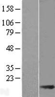 THEM2 (ACOT13) Human Over-expression Lysate
