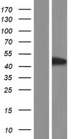 FAM45B (FAM45BP) Human Over-expression Lysate
