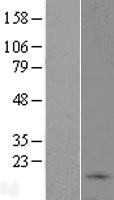 C9ORF46 (PLGRKT) Human Over-expression Lysate