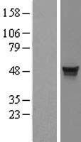 MDS028 (ITFG2) Human Over-expression Lysate