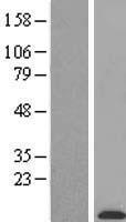 C3orf10 (BRK1) Human Over-expression Lysate